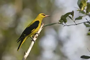 Oriole Prints: Indian Golden Oriole / Eurasian Golden Oriole - Salim Ali Bird Sanctuary