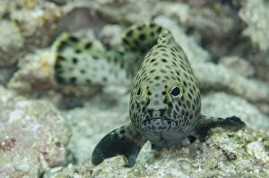 Actinopterygii Gallery: Indian Grouper - Pohon Miring dive site, Banda Besar Island, Banda Islands, Indonesia