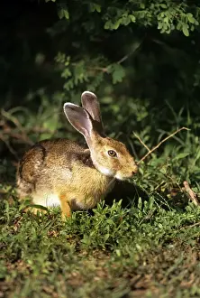 Sri Lanka Prints: Indian Hare - Yala National Park - Sri Lanka