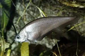 Indian Knife FIsh - India