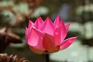 Aquatic Prints: Indian lotus/ sacred lotus / bean of India / sacred waterlily