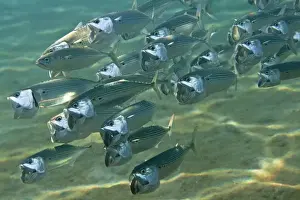 Mackerels Prints: Indian Mackerel - Red Sea