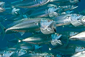 Images Dated 12th September 2007: Indian Mackerel - Red Sea