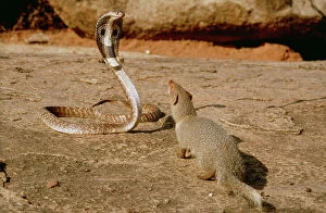Wildlife Gallery: Indian Mongoose - attacking Indian Cobra