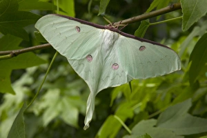 Images Dated 21st March 2005: Indian Moon Moth