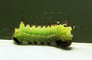 Indian Moon Moth Caterpillar