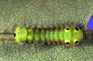 Images Dated 20th August 2011: Indian Moon Moth Caterpillar