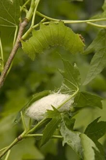 Images Dated 21st March 2005: Indian Moon Moth - Caterpillar and cocoon