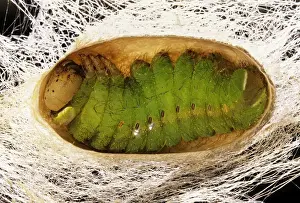 Larva Prints: Indian Moon Moth Caterpillar - Cross section of caterpillar in cocoon prior to pupation