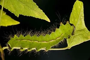 Indian Moon Moth - Caterpillar eating