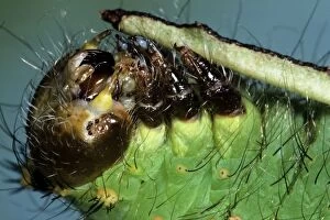 Images Dated 20th August 2011: Indian Moon Moth Caterpillar - feeding