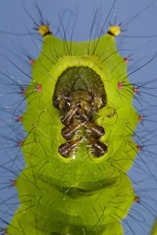 Images Dated 6th August 2004: Indian Moon Moth - Caterpillar - head and (real) legs