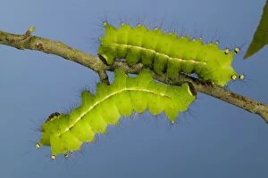 Images Dated 6th August 2004: Indian Moon Moth - Caterpillars