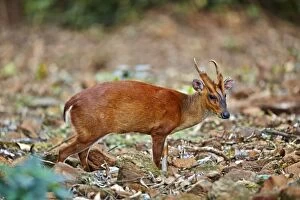 Images Dated 16th March 2015: Indian Muntjac / Red Muntjac / Common Muntjac