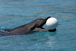 Bottlenose Dolphin - With head out of water and ball in mouth