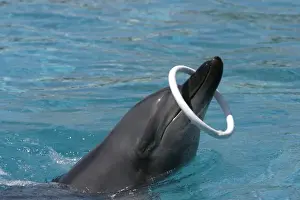 Bottlenose Prints: Indian Ocean Bottlenose Dophin - with ring around nose