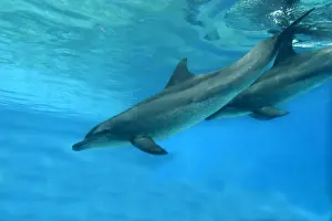 Dolphin Prints: Indian Ocean Bottlenose Dophin - two underwater