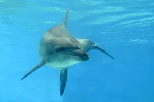 Indian Ocean Bottlenose Dophin - underwater