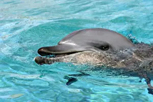 Dolphin Prints: Indian Ocean Bottlenose Dophin - in water