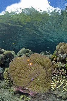 Mangrove Gallery: Indian Ocean, Indonesia, Raja Ampat. Coral