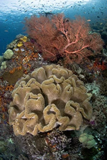 Indian Ocean, Indonesia, Raja Ampat Islands