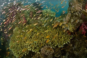 Indian Ocean, Indonesia, Raja Ampat. Reef