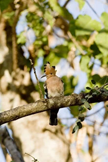 Images Dated 22nd July 2008: Indian Ocean, Madagascar. Hoopoe bird perched