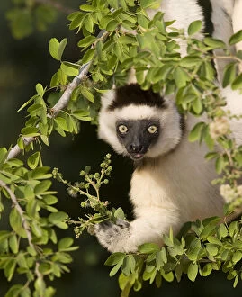 Images Dated 22nd July 2008: Indian Ocean, Madagascar. Verreaux's sifaka