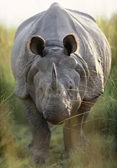 Indian One-horned Rhinoceros