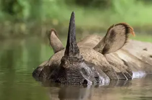 Wallowing Prints: Indian One-horned Rhinoceros