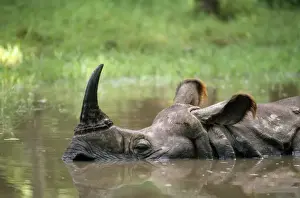 Indian One-horned Rhinoceros
