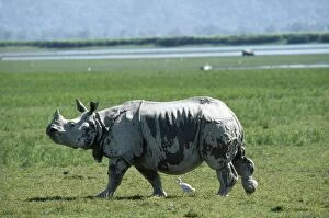 Images Dated 18th May 2007: Indian One-horned Rhinoceros Kazuranga National Park, Assam, India