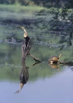 Images Dated 18th July 2006: Indian / Oriental Darter Snakebird Keoladeo National Park, India