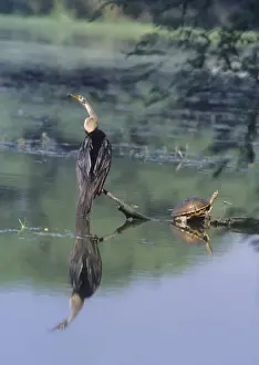 Snakebird Prints: Indian / Oriental Darter Snakebird Keoladeo National Park, India