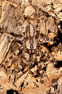 Arachnid Gallery: Indian Ornamental Tree Spider, Poecilotheria