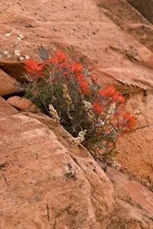 Paintbrush Prints: Indian paintbrush growing in rock. Zion National Park, Utah, USA