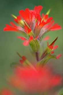 Images Dated 29th December 2021: Indian paintbrush, Olympic National Park, Washington State Date: 20-06-2013