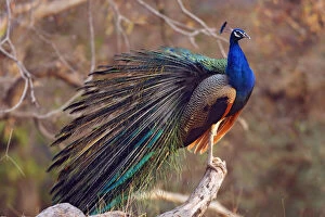 Twig Gallery: Indian Peacock with partially open feathers