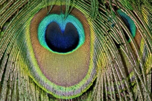 Detail of Indian Peacock tail feathers