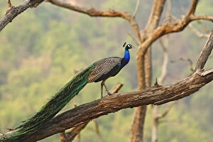 Indian Peacock on the tree, Corbett National