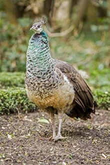 Images Dated 28th January 2015: Indian Peafowl adult female in city park