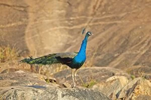 Images Dated 12th March 2015: Indian Peafowl / Blue Peafowl male