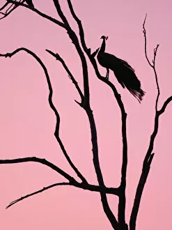 Images Dated 31st May 2020: Indian Peafowl - in roosting tree at dawn Pavo cristatus Rajasthan, India BI032151 Date: 12-Feb-20
