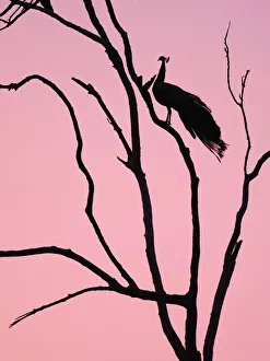 Indian Peafowl - in roosting tree at dawn Pavo cristatus Rajasthan, India BI032151 Date: 12-Feb-20 Indian Peafowl - in roosting tree at dawn Pavo cristatus Rajasthan, India BI032151 Date: 12-Feb-20