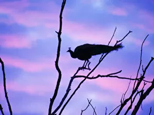 Images Dated 31st May 2020: Indian Peafowl - in roosting tree at dawn Pavo cristatus Rajasthan, India BI032154 Date: 15-Feb-20