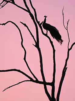 Peacock Prints: Indian Peafowl - in roosting tree at dawn Pavo cristatus Rajasthan, India BI032151