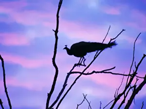 Indian Peafowl - in roosting tree at dawn Pavo cristatus Rajasthan, India BI032154