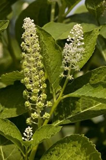 Images Dated 9th July 2006: Indian pokeweed