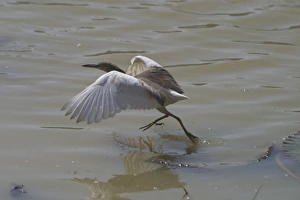 Indian Pond Heron - This bird was foraging from a water lily leaf Indian Pond Heron - This bird was foraging from a water lily leaf