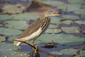 Heron Prints: Indian Pond Heron - Candolim, Goa, India